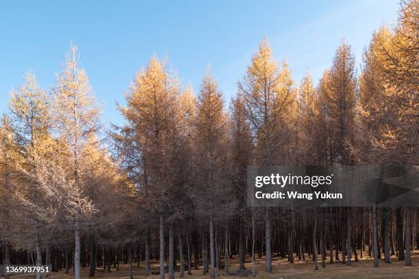 autumn forest in hami city, xinjiang province, china - lärkträdslsäktet bildbanksfoton och bilder