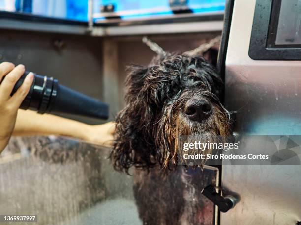 drying the dog's hair in a washing cabin - hair dryer stock photos et images de collection