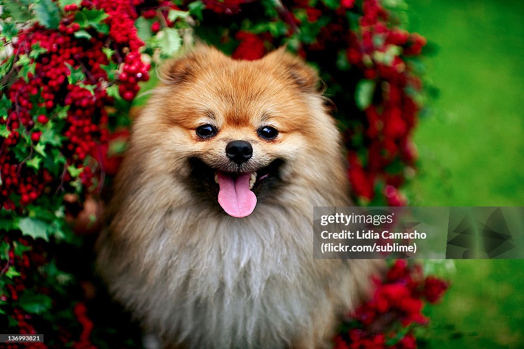 Pomeranian dog in floral basket