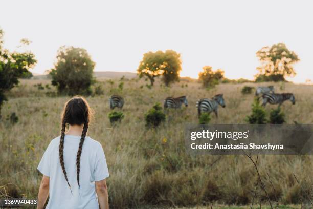 female traveler looking at group of zebras during sunset in the wild savannah - africa safari watching stock pictures, royalty-free photos & images