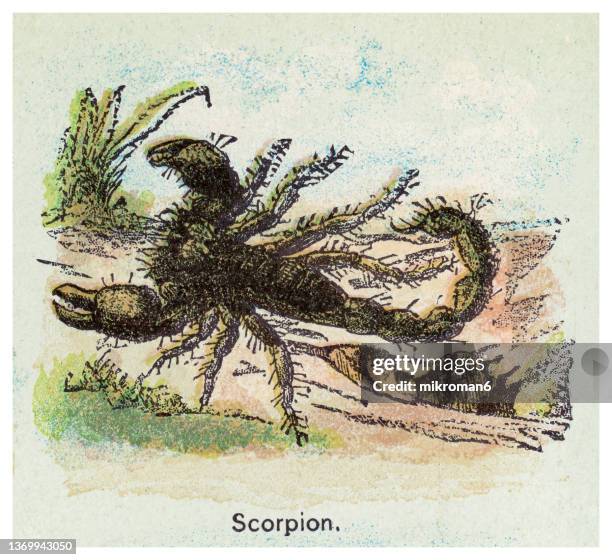 Scorpio Inset Scorpio Background Photos and Premium High Res Pictures - Getty Images