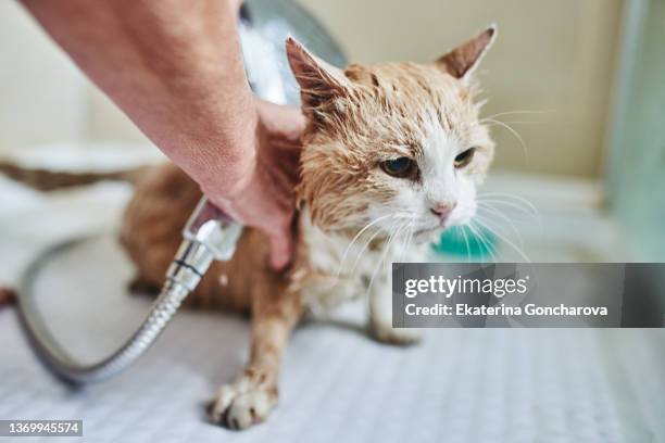 a woman washes a red-haired domestic cat. - angry wet cat stock pictures, royalty-free photos & images