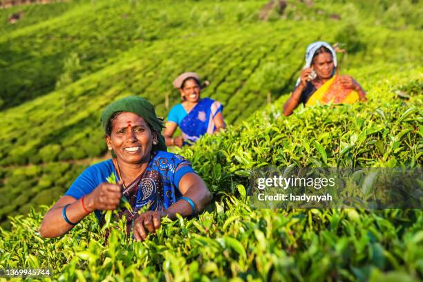 tamil pickers collecting tea leaves on plantation, southern india - india tribal people stock pictures, royalty-free photos & images