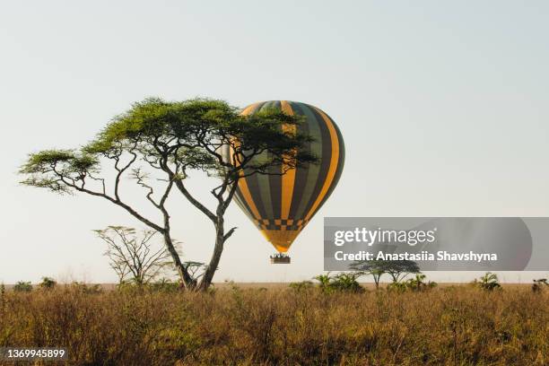 hot air balloon between the trees during sunset in the wild savannah - safari stockfoto's en -beelden