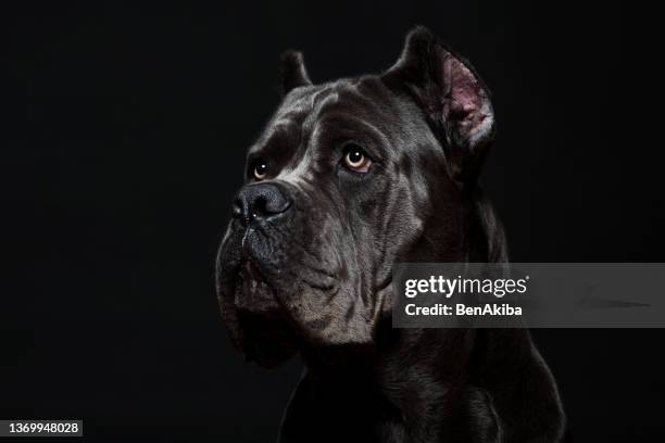 dog course studio portrait - cane corso stock pictures, royalty-free photos & images