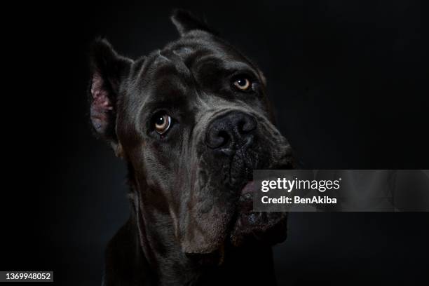 dog course studio portrait - animal nose imagens e fotografias de stock