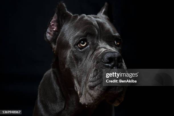 dog course studio portrait - cane corso stock pictures, royalty-free photos & images