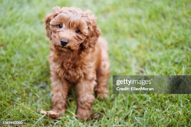 puppy sitting in the grass - cavoodle imagens e fotografias de stock
