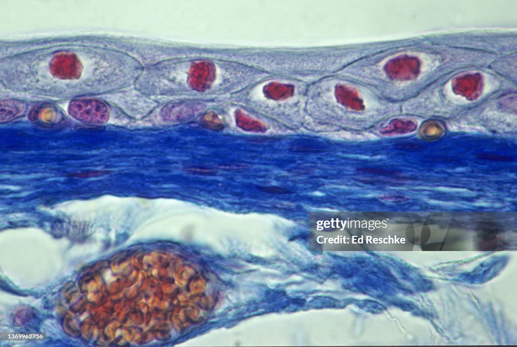 TMICROSCOPIC ANATOMY (HISTOLOGY) of TRANSITIONAL EPITHELIUM (STRETCHED STATE), URINARY BLADDER, 250X