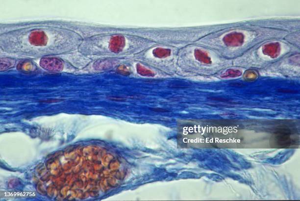 tmicroscopic anatomy (histology) of transitional epithelium (stretched state), urinary bladder, 250x - transitional epithelium stock pictures, royalty-free photos & images