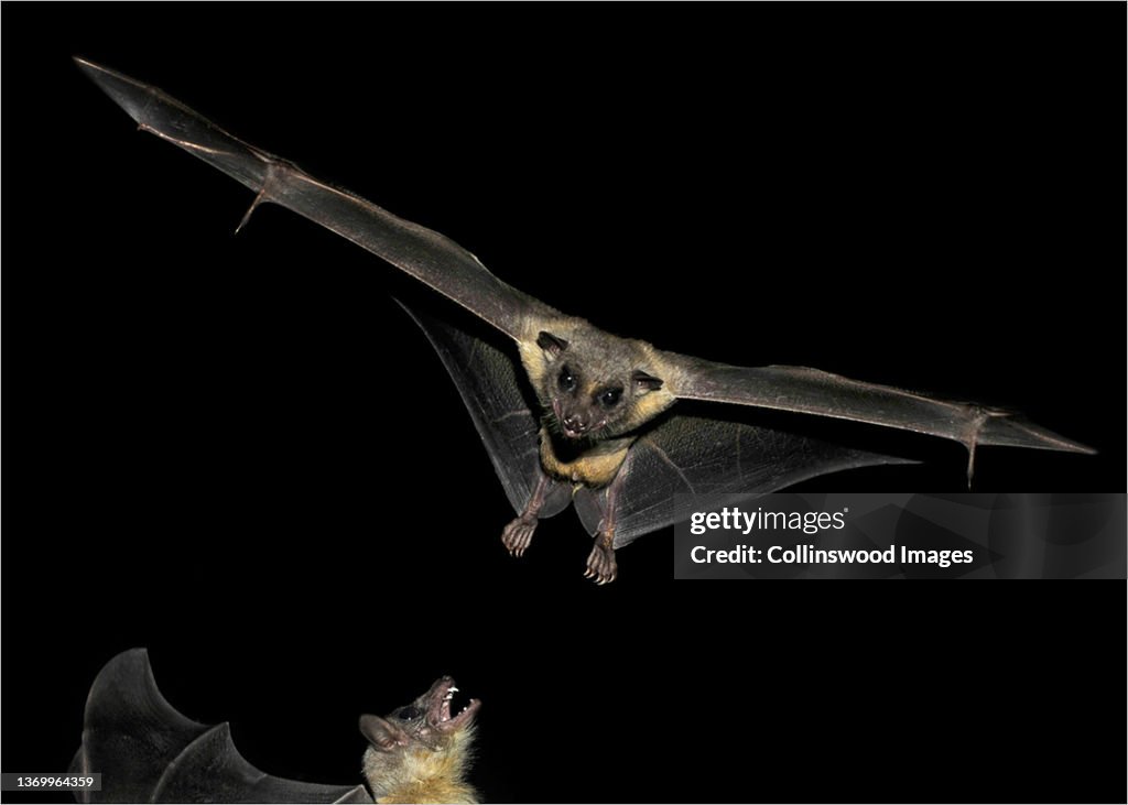 Egyptian Fruit Bat. Rousettus aegyptiacus. Agressive.