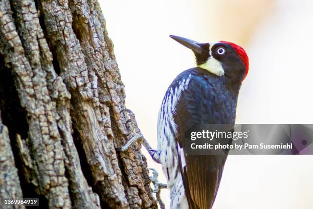 extreme close-up of acorn woodpecker on tree trunk - fraxinus americana stock pictures, royalty-free photos & images
