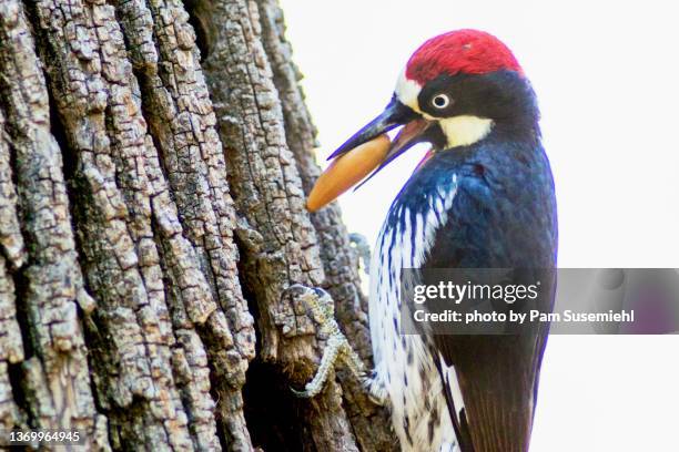 extreme close-up of acorn woodpecker on tree trunk - fraxinus americana stock pictures, royalty-free photos & images