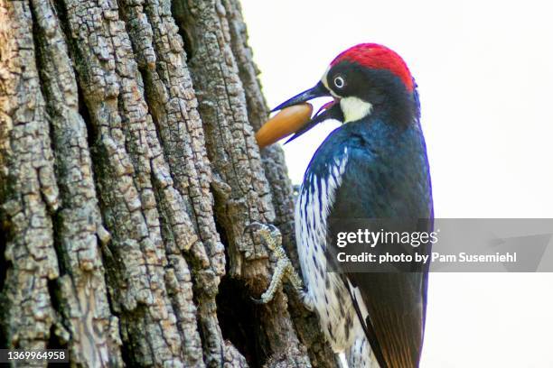 extreme close-up of acorn woodpecker on tree trunk - woodpecker stock pictures, royalty-free photos & images