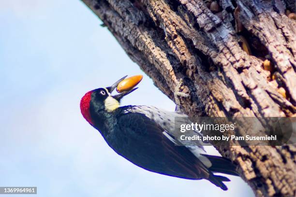 close-up of acorn woodpecker storing an acorn on an ash tree - fraxinus americana stock pictures, royalty-free photos & images