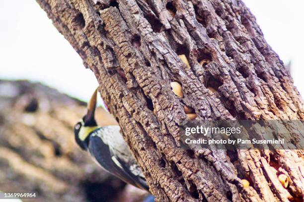 close-up of acorn woodpecker storing an acorn on an ash tree - fraxinus americana stock pictures, royalty-free photos & images