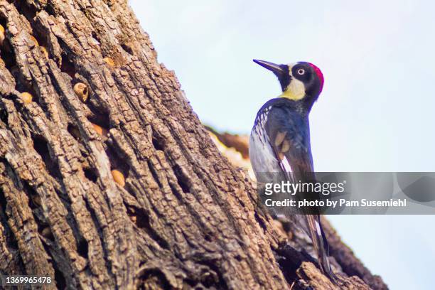 close-up of acorn woodpecker on white ash tree - ホワイトアッシュ ストックフォトと画像