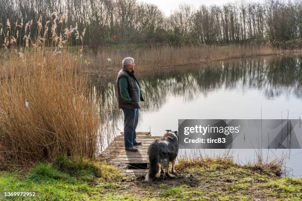senior caucasian man and dog outdoor lifestyle portrait - sheep dog stock pictures, royalty-free photos & images