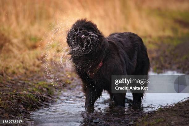 the dog stands in a puddle and shakes off the water - newfoundland dog stock pictures, royalty-free photos & images