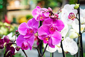 Beautiful purple orchid phalaenopsis flower background