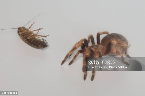 side view of moving mexican redknee tarantula aka brachypelma hamorii - mexican redknee tarantula stock pictures, royalty-free photos & images