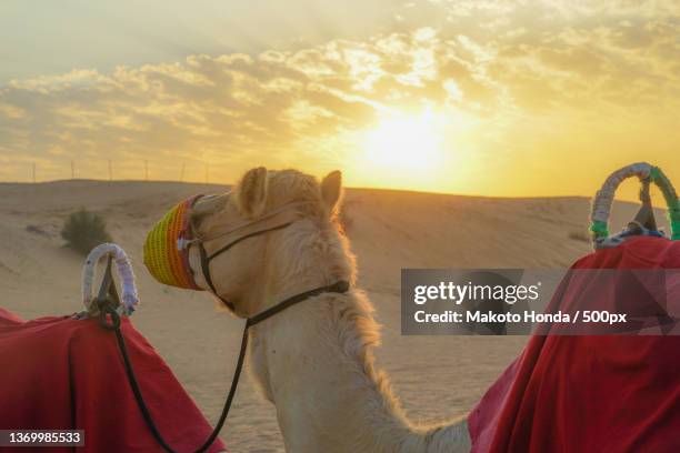 of the arabian desert camel united arab emirates - camel active - fotografias e filmes do acervo