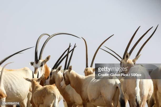 arabian oryx in the desert - arabian oryx stock-fotos und bilder
