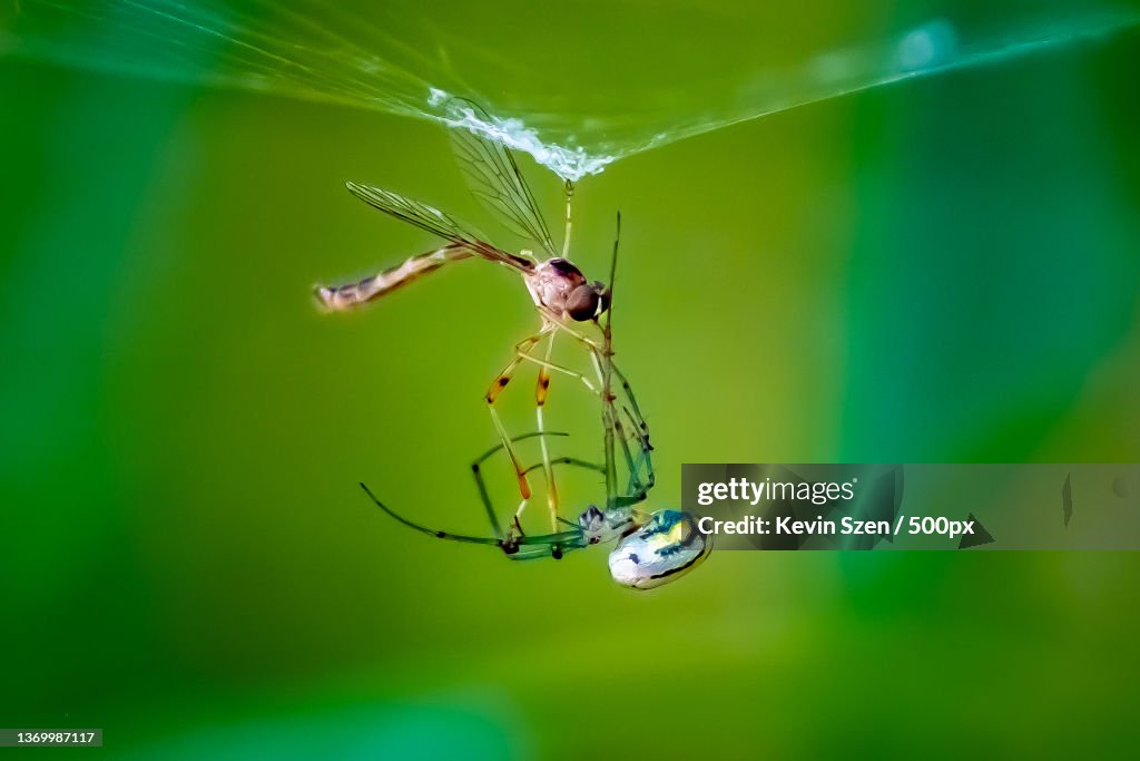 Crane Fly vs Orchard Orb-weaver Spider,Close-up of spider on web,Cazenovia Park,United States,USA