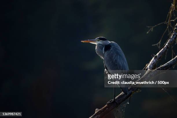 grey heron,close-up of heron perching on branch - great blue heron stock-fotos und bilder