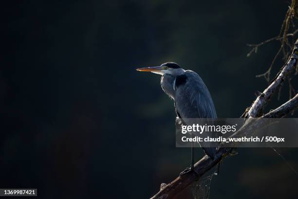 grey heron,close-up of heron perching on branch - great blue heron stock pictures, royalty-free photos & images