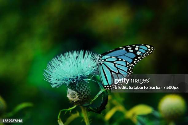 blue beauty,close-up of butterfly pollinating on flower - farfalla a coda di rondine foto e immagini stock