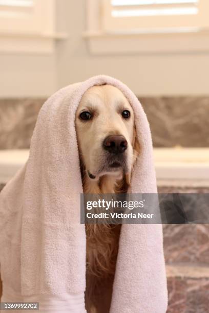 golden retriever bath day - envuelto en una toalla fotografías e imágenes de stock