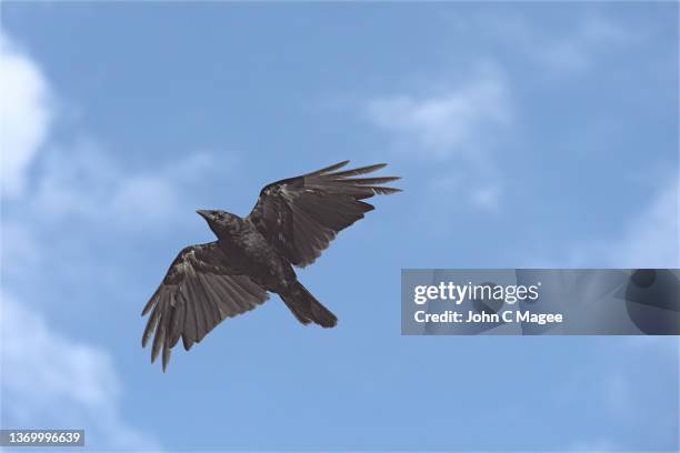 Common Crow In Flight 3,537 Flying Crows Stock Photos, High-Res Pictures, and Images - Getty ...