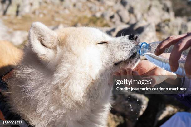 akita inu dog, drinking water from a bottle - akita inu fotografías e imágenes de stock