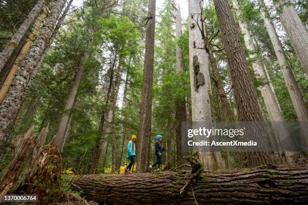 hermanas en una caminata en una selva tropical templada - bosque primario fotografías e imágenes de stock