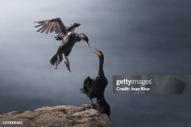 shag flying - sea water bird stock pictures, royalty-free photos & images