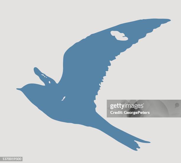 common nighthawk flying - common nighthawk stock illustrations