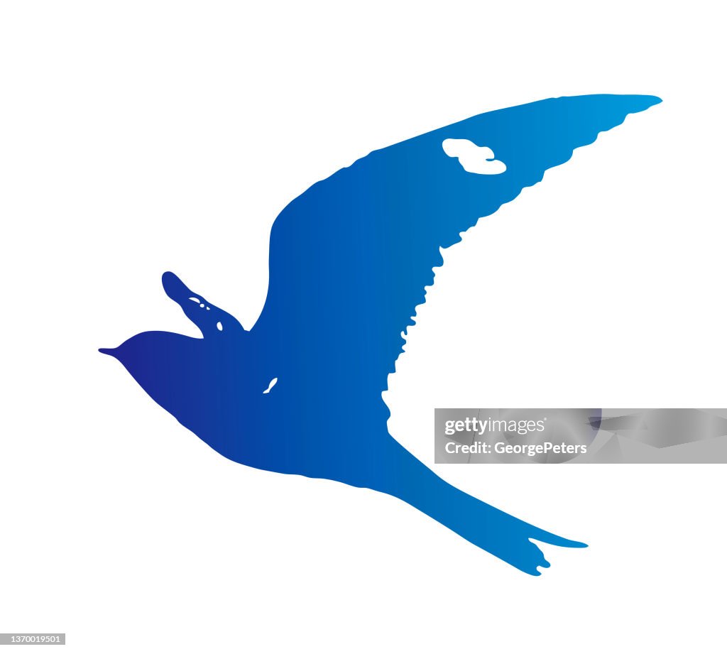 Common Nighthawk flying