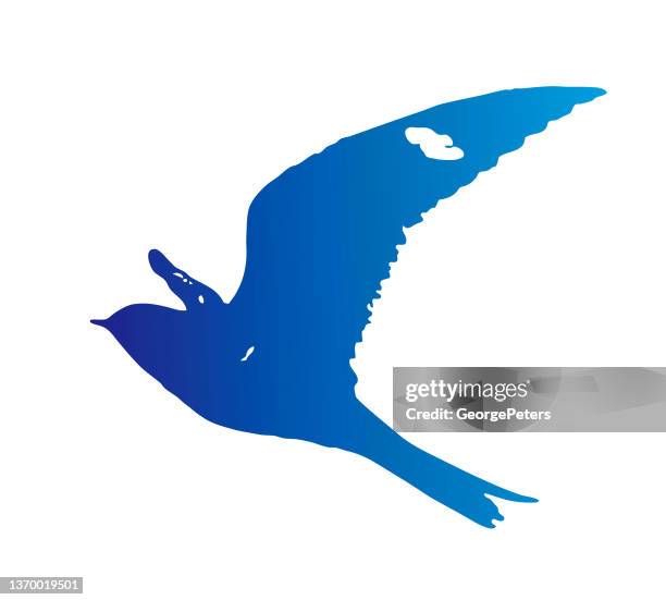 common nighthawk flying - common nighthawk stock illustrations