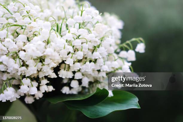 spring collection of holiday cards with white delicate early flowers. floral background - lily of the valley stockfoto's en -beelden