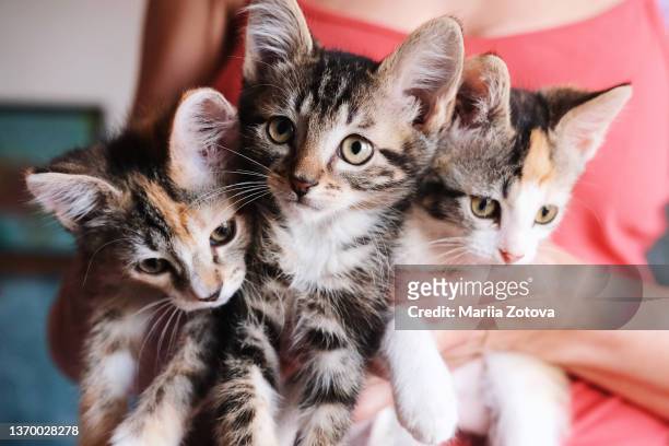 three beautiful striped kittens in the hands of a woman close-up - animal rescue stock pictures, royalty-free photos & images