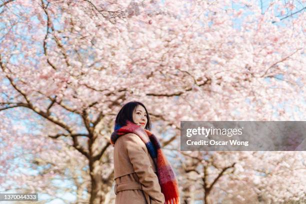 young woman walking in the park under beautiful cherry blossoms trees in springtime - cerejeira árvore frutífera - fotografias e filmes do acervo