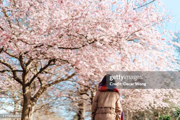 young woman walking in the park under beautiful cherry blossoms trees in springtime - oriental cherry tree stock pictures, royalty-free photos & images