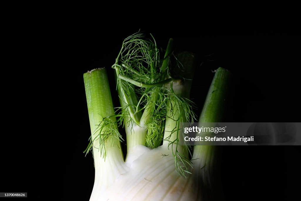 Fennel on black background, partial section