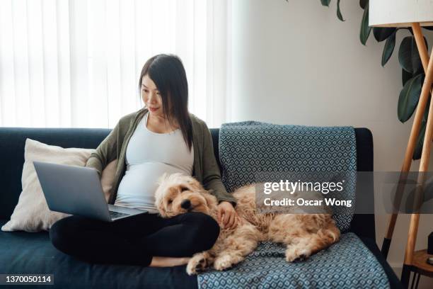 pregnant woman using computer while sitting on sofa with her dog - pregnant lady stock pictures, royalty-free photos & images