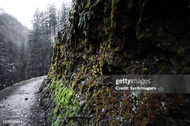 wet footpath along cliff - eagle creek trail stockfoto's en -beelden