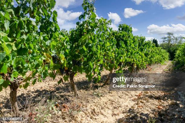 rows of vine grapes in champagne vineyards on a sunny day in toulouse, france. - languedoc rousillon stock-fotos und bilder