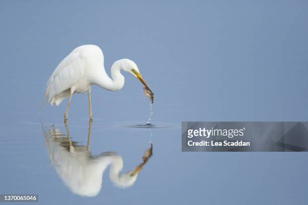 egret with fish - water bird photos et images de collection
