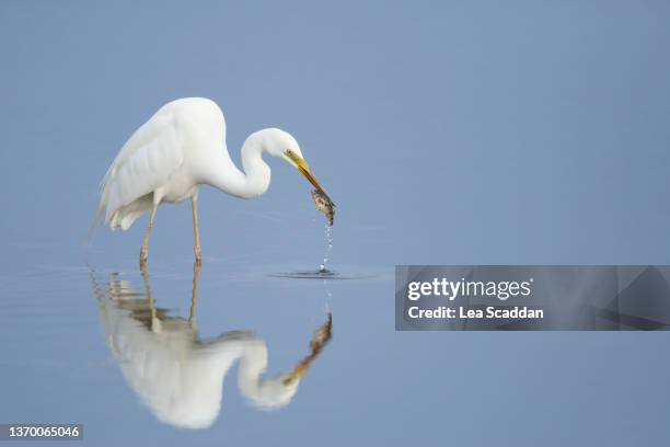 egret with fish - water bird foto e immagini stock