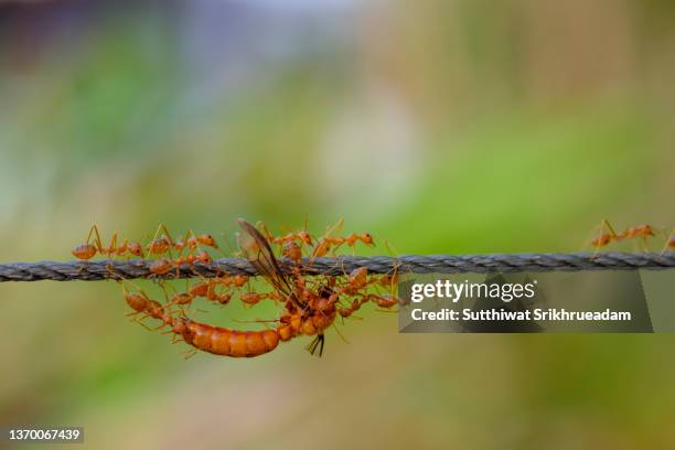 the power of red ants - fire ants stock-fotos und bilder